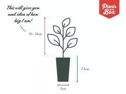 Ficus Lyrata 13 Ficus Lyrata -Plants in a Box Sales Shop PIAB TubeSize 50 10 15 d8ac360b 6f79 438f b91e a31863feb374