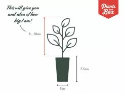 Anthurium Andreanum 'Black Queen' -Plants in a Box Sales Shop PIAB TubeSize 50 5 10 06b59730 c60b 4f3d 832a 2d63ac46e2d9