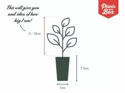 Aglaonema - White Siti Nurhaliza -Plants in a Box Sales Shop PIAB TubeSize 50 5 10 a2830dab f66b 44bf bf48 0d8bf4cdf757