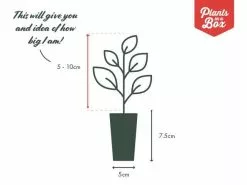 Anthurium Baby Purple -Plants in a Box Sales Shop PIAB TubeSize 50 5 10 ffa11879 26b3 4bb8 b310 c836d057dd69