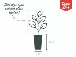 Chamaedorea Klotzschiana 7 Chamaedorea Klotzschiana -Plants in a Box Sales Shop PIAB TubeSize 50mm 15 20 9e96cc06 ff58 4780 acb1 39e7cf83a5d2