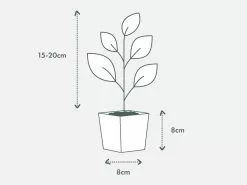 Speckled Croton -Plants in a Box Sales Shop PIAB TubeSize 85 15 20cm 05b1ab22 b854 47ac b119 6c850e3ca3e3