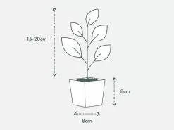 Rosmarinus Officinalis Savor 11 Rosmarinus Officinalis Savor -Plants in a Box Sales Shop PIAB TubeSize 85 15 20cm 1080x 3c844aa0 9bea 43fd a1b6 f9c304ff6501