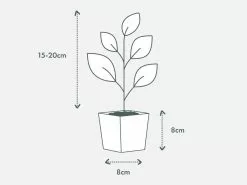 Rhaphidophora Decurvisa 85mm -Plants in a Box Sales Shop PIAB TubeSize 85 15 20cm 618x458 crop center 2x.progressive 2243682a 33a2 4b74 b988 938421fb1f1b