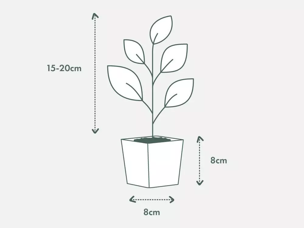 Rhaphidophora Decurvisa 85mm - Image 4