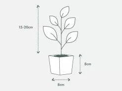 Dracena Marley 85mm 8 Dracena Marley 85mm -Plants in a Box Sales Shop PIAB TubeSize 85 15 20cm 8fed1bbc d29d 4608 975d 5adaa33427a6