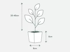 Zygocactus (Christmas Cactus)- Assorted Colours -Plants in a Box Sales Shop PIAB TubeSize 85 20 40cm 1080x 3afe63a1 c187 43ad 9319 3c641746df73
