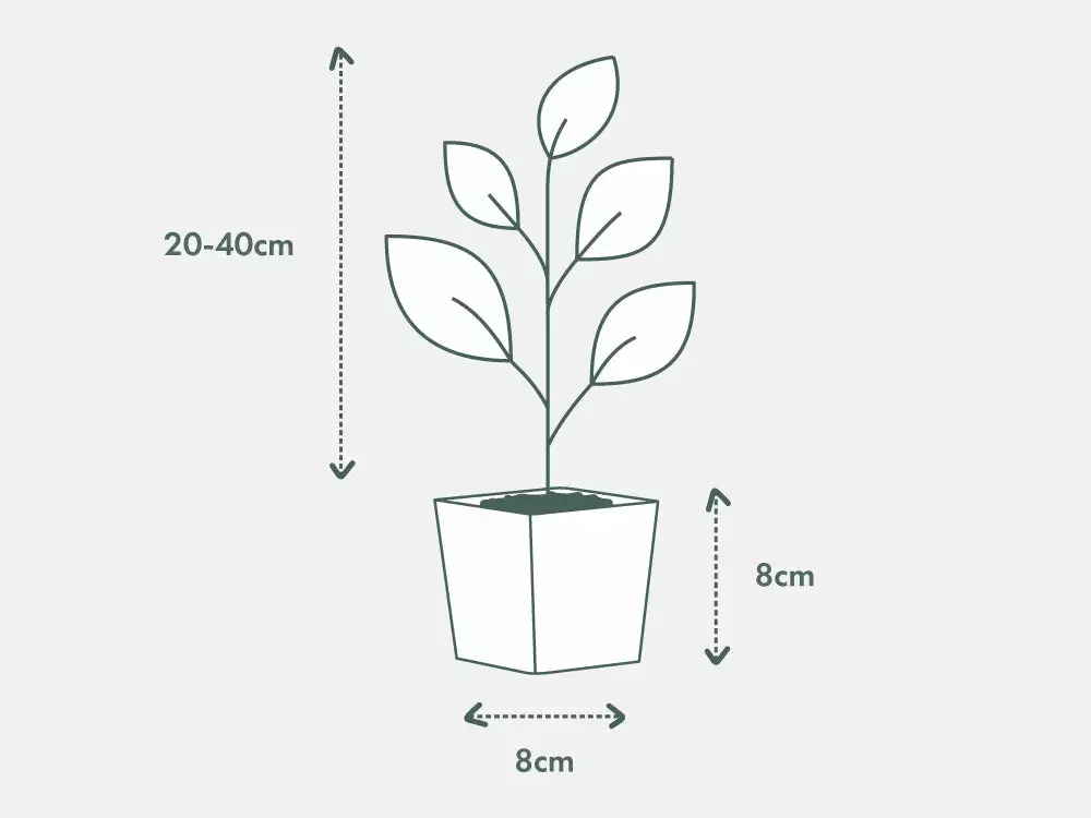 Ficus Midnight Beauty 4 Ficus Midnight Beauty - Image 2