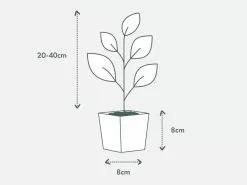 Low Light Indoor Plant Pack - Larger Size 13 Low Light Indoor Plant Pack - Larger Size -Plants in a Box Sales Shop PIAB TubeSize 85 20 40cm 618x458 crop center 2x.progressive 67f1ef75 ed3e 4416 9555 fdbf8c9dc94c
