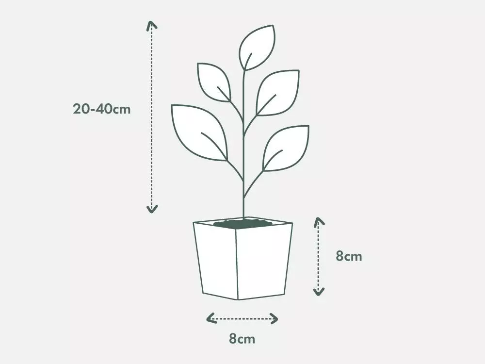 Low Light Indoor Plant Pack - Larger Size 8 Low Light Indoor Plant Pack - Larger Size - Image 6