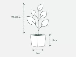 Tropical Mixed Pack 85mm 15 Tropical Mixed Pack 85mm -Plants in a Box Sales Shop PIAB TubeSize 85 20 40cm e6380532 5364 4e2d 9f77 8cc9779f56fd