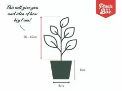 Anthurium Andreanum 'Snow King' 85mm -Plants in a Box Sales Shop PIAB TubeSize 85mm b435a718 3840 484d 8697 3fe15bd3535a