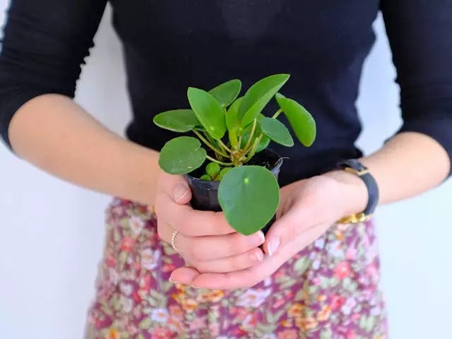 Pilea Peperomioides 3 Pilea Peperomioides