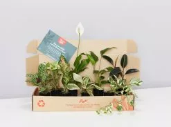 Plant-less Human Box - 8 Assorted Houseplants 18 Plant-less Human Box - 8 Assorted Houseplants -Plants in a Box Sales Shop PLANTINABOXTEST12113 31363161 553a 42b3 a4f5 8971221d36d8