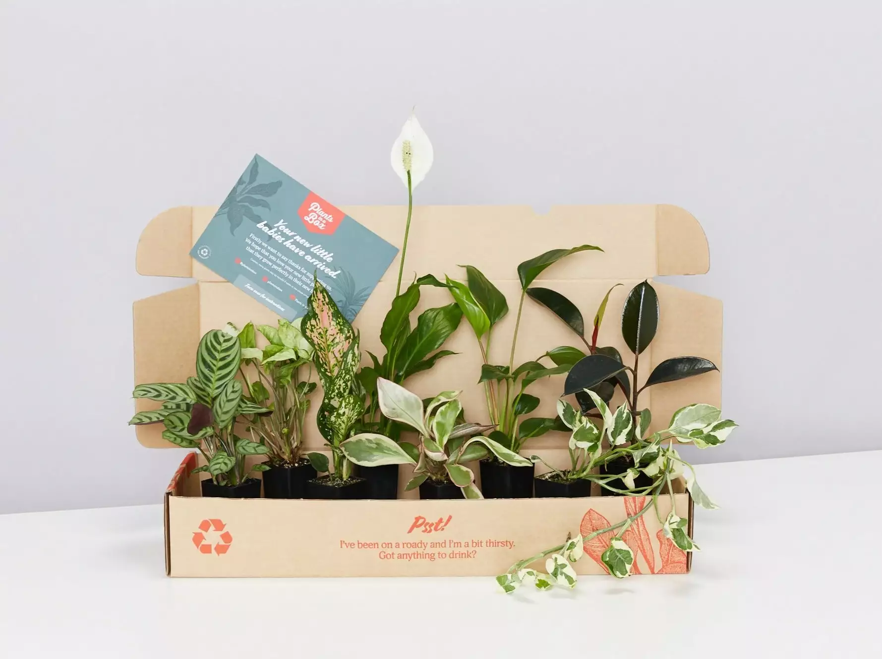 Plant-less Human Box - 8 Assorted Houseplants 6 Plant-less Human Box - 8 Assorted Houseplants - Image 4