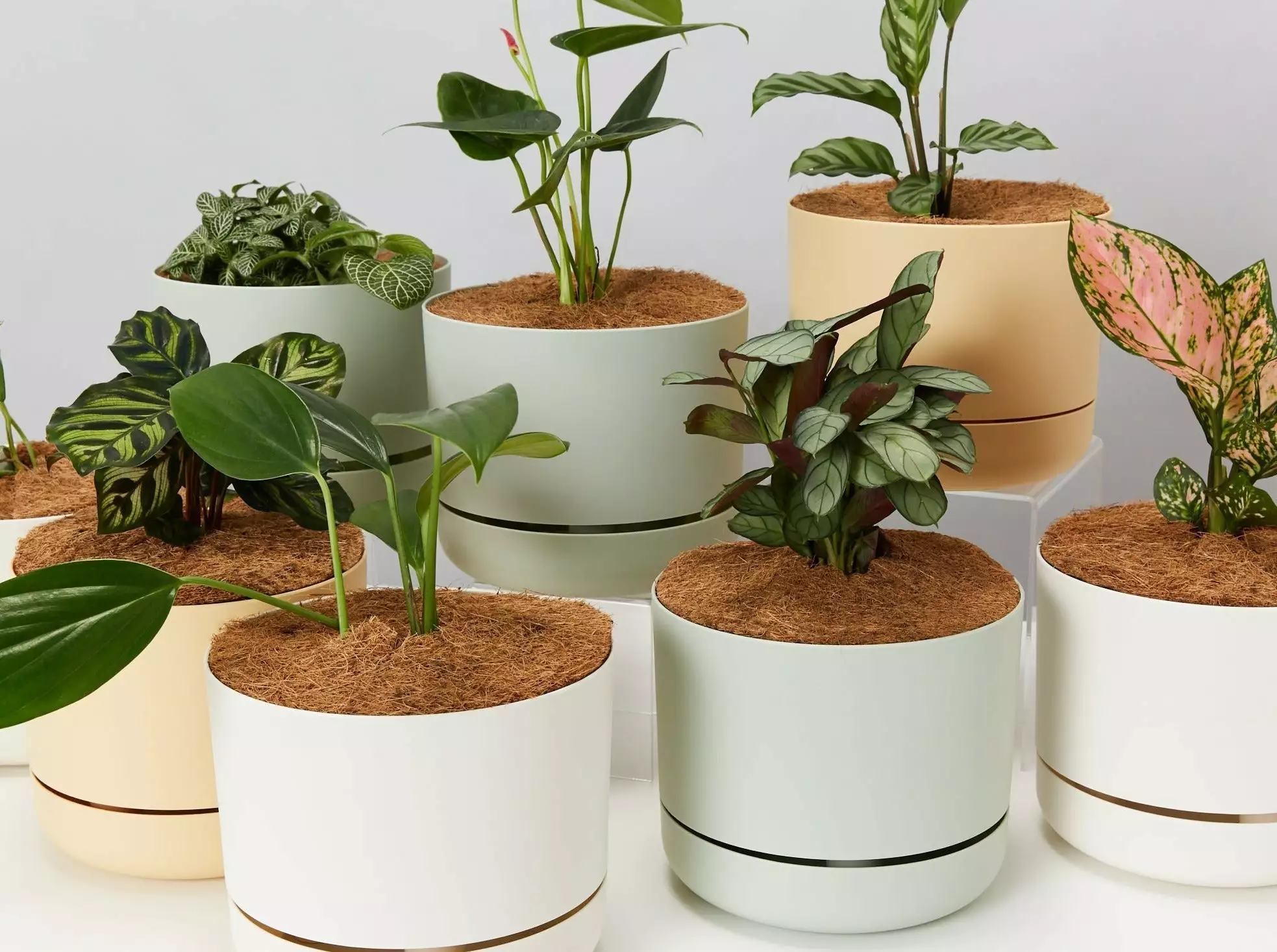 4 Plants & 4 Self-Watering Pot Set - With Soil Mix 4 4 Plants & 4 Self-Watering Pot Set - With Soil Mix - Image 2