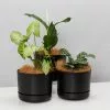 3 Plants & 3 Self-Watering Pot 250mm Set - Medium