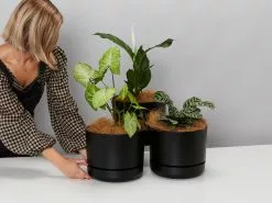 Air Purifier Pot & Plant Set - XLarge -Plants in a Box Sales Shop PLANTINABOXTEST1634 938ae5c3 c28b 42b1 b8f2 62fb3b3203fa