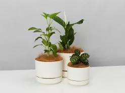 Self-Watering Pot Clusters - 3 Different Sizes -Plants in a Box Sales Shop PLANTINABOXTEST1637