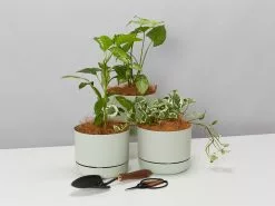 3 Plants & 3 Self-Watering Pot Set - 215mm
