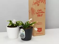 Zygocactus (Christmas Cactus) With Self-watering Hanging Pot Option -Plants in a Box Sales Shop PLANTINABOXTEST1654