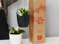 Zygocactus (Christmas Cactus) With Self-watering Hanging Pot Option -Plants in a Box Sales Shop PLANTINABOXTEST1656