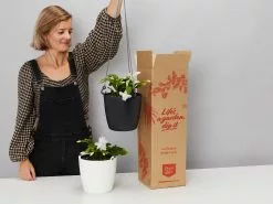 Zygocactus (Christmas Cactus) With Self-watering Hanging Pot Option