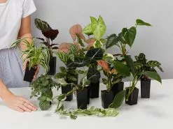 Plant-less Human Box - 8 Assorted Houseplants 17 Plant-less Human Box - 8 Assorted Houseplants -Plants in a Box Sales Shop PLANTINABOXTEST1664 1 bc00af73 d8f4 4775 a7b0 5f728054e141
