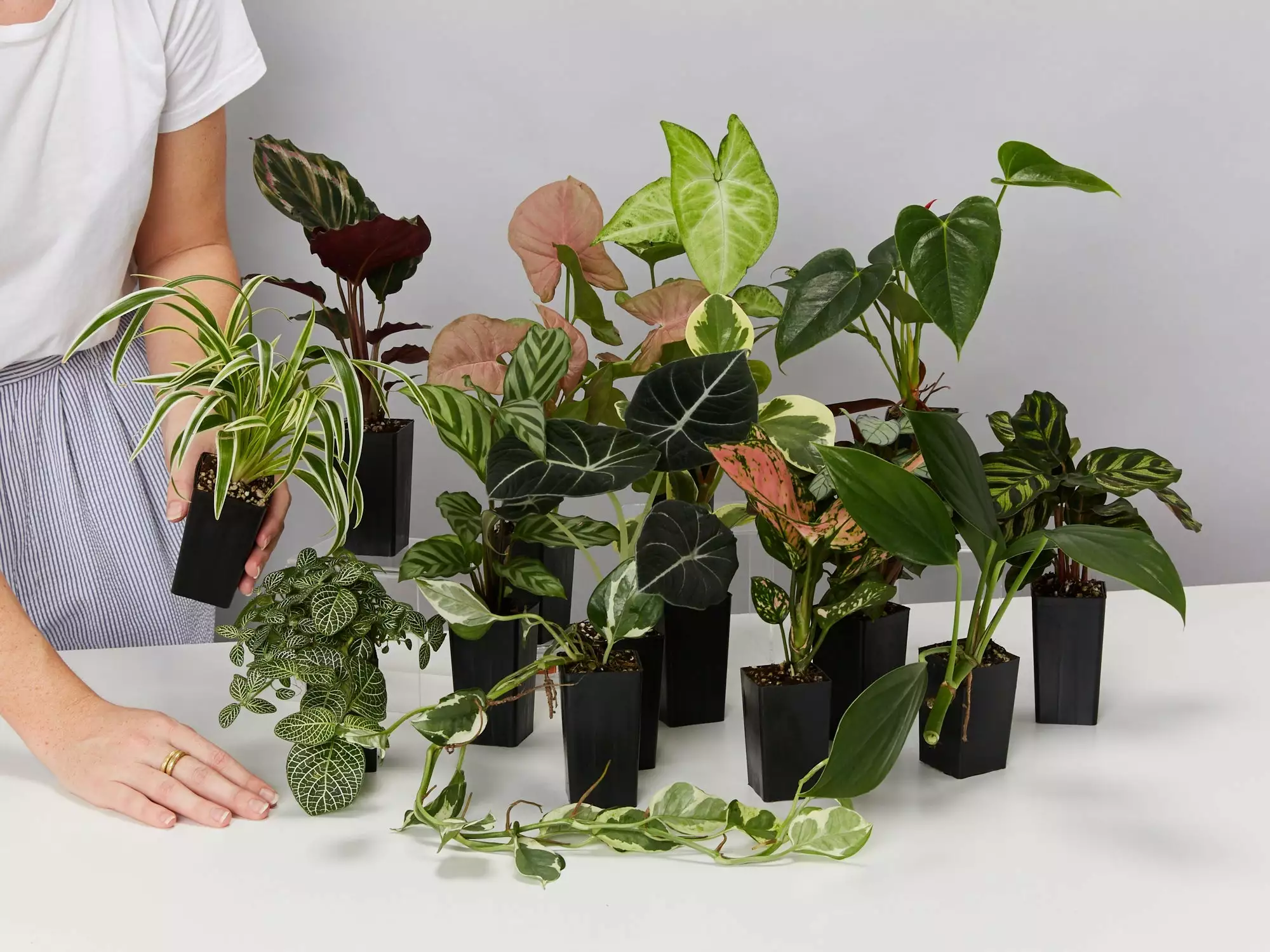Plant-less Human Box - 8 Assorted Houseplants 5 Plant-less Human Box - 8 Assorted Houseplants - Image 3