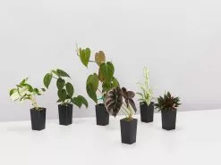 The Houseplant ðŸ’« Wishlist Box -Plants in a Box Sales Shop PLANTINABOXTEST19166