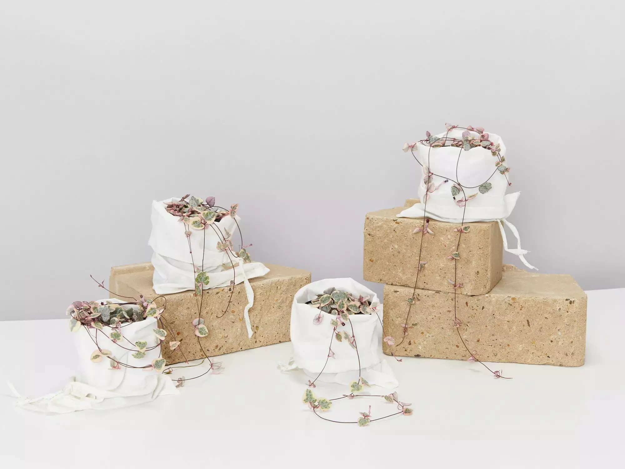 Variegated Chain Of Hearts ♡ 3 Variegated Chain Of Hearts ♡