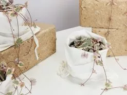 Variegated Chain Of Hearts ♡ 14 Variegated Chain Of Hearts ♡ -Plants in a Box Sales Shop PLANTINABOXTEST19874