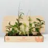 Special Hoya Assorted Plant Pack -Plants in a Box Sales Shop PLANTINABOXTEST21542