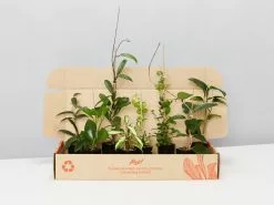 Special Hoya Assorted Plant Pack