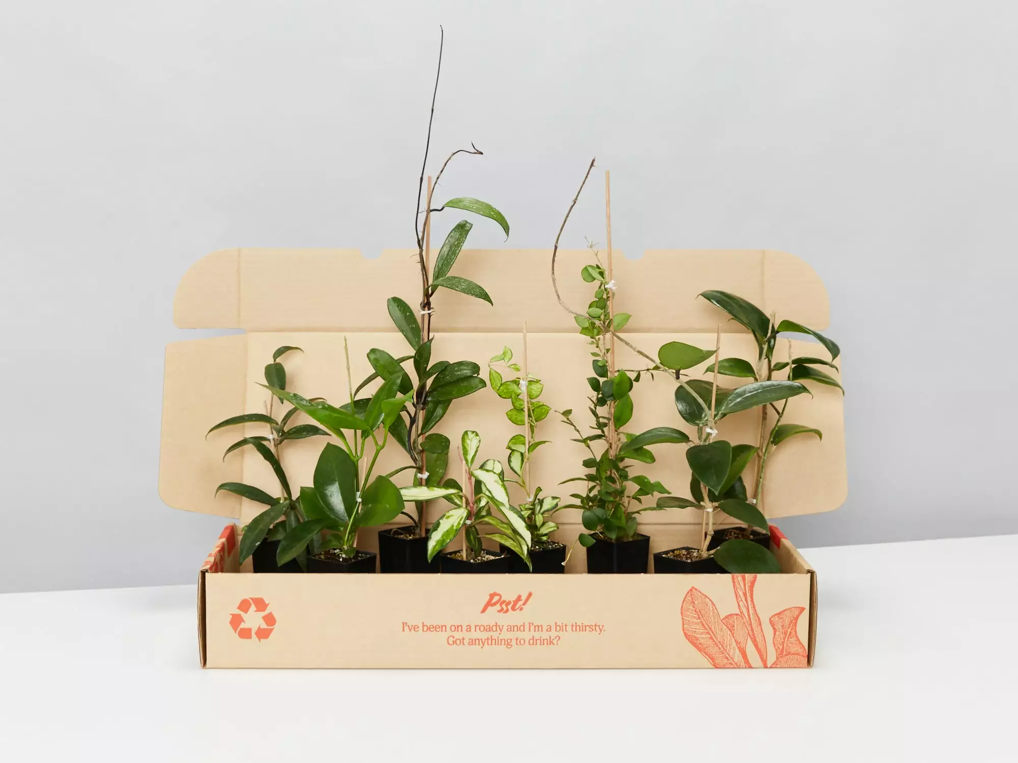 Assorted Hoya Plant Box 3 Assorted Hoya Plant Box