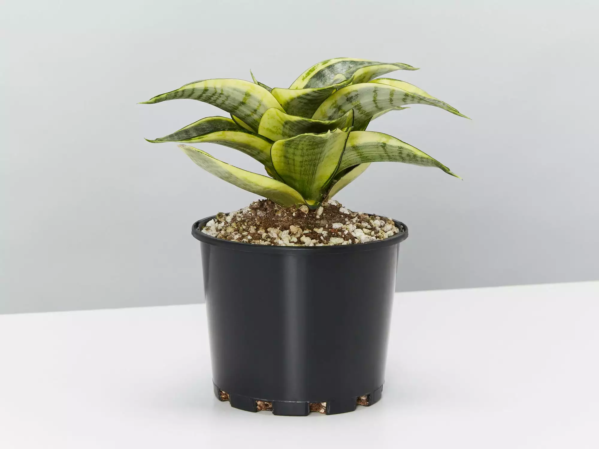 Sansevieria Trifasciata Golden Hahnii - Pot + Plant + Soil 4 Sansevieria Trifasciata Golden Hahnii - Pot + Plant + Soil - Image 2