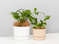 The Circle-O Plant Support Stake -Plants in a Box Sales Shop PLANTINABOXTEST22380