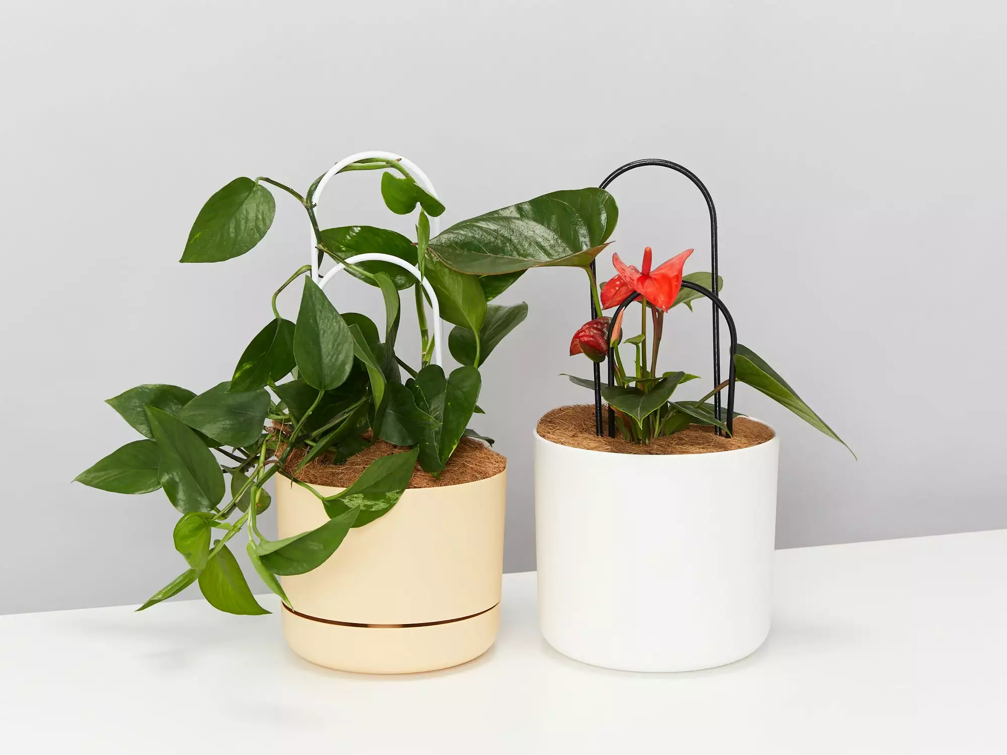 Double-Arch Plant Support Stake 3 Double-Arch Plant Support Stake