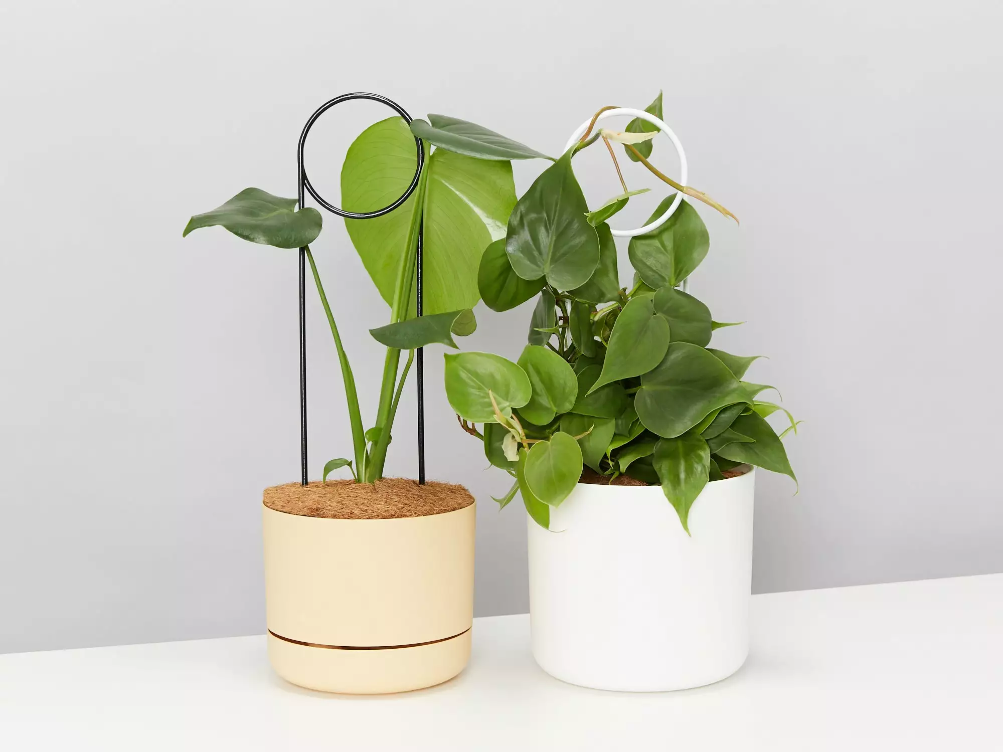 Halo Plant Support Stake 4 Halo Plant Support Stake - Image 2