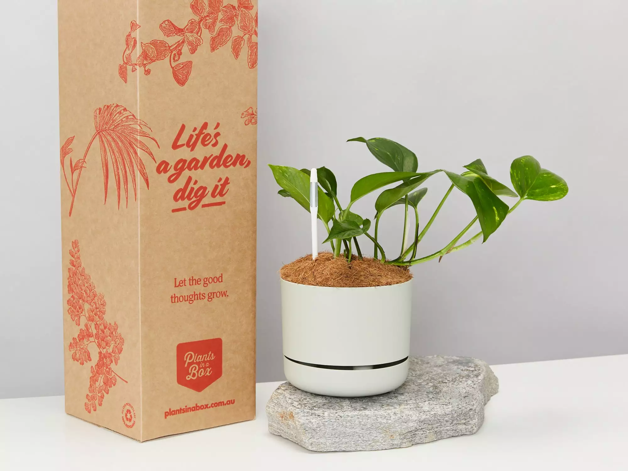 Houseplant Beginners Gift Box 🎠- Sustee Included 5 Houseplant Beginners Gift Box 🎠- Sustee Included - Image 3