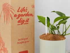Houseplant Beginners Gift Box 🎠- Sustee Included 31 Houseplant Beginners Gift Box 🎠- Sustee Included -Plants in a Box Sales Shop PLANTINABOXTEST25515