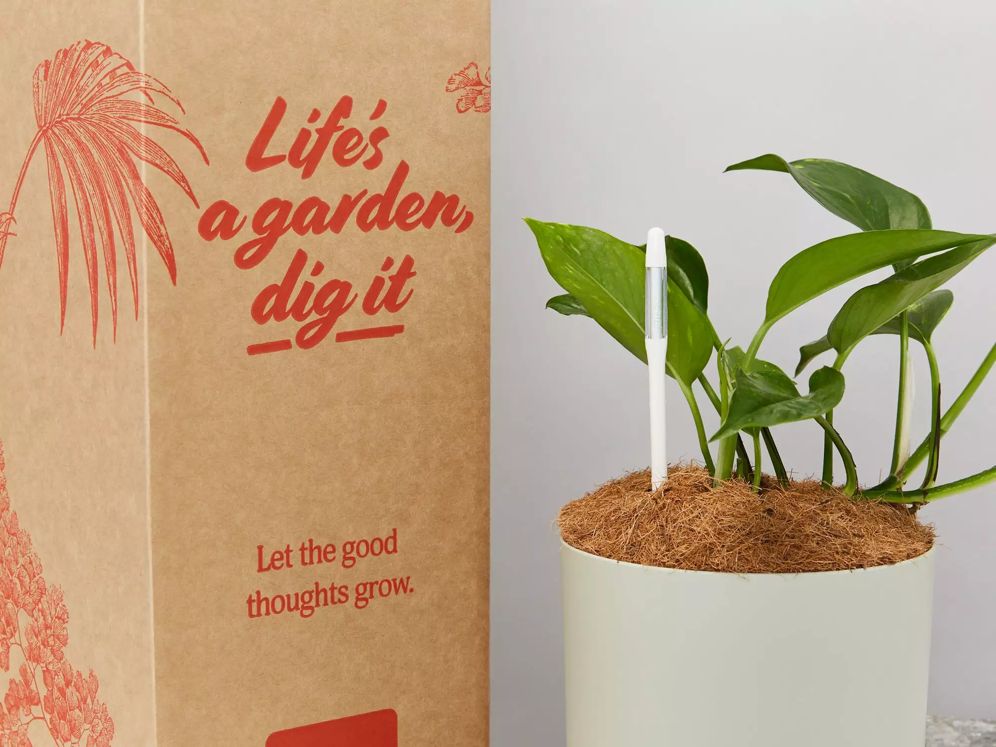Houseplant Beginners Gift Box 🎠- Sustee Included 10 Houseplant Beginners Gift Box 🎠- Sustee Included - Image 8