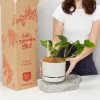 Houseplant Beginners Gift Box ðŸŽ - Sustee Included -Plants in a Box Sales Shop PLANTINABOXTEST25518