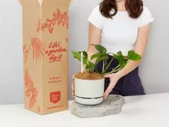 Houseplant Beginners Gift Box ðŸŽ - Sustee Included