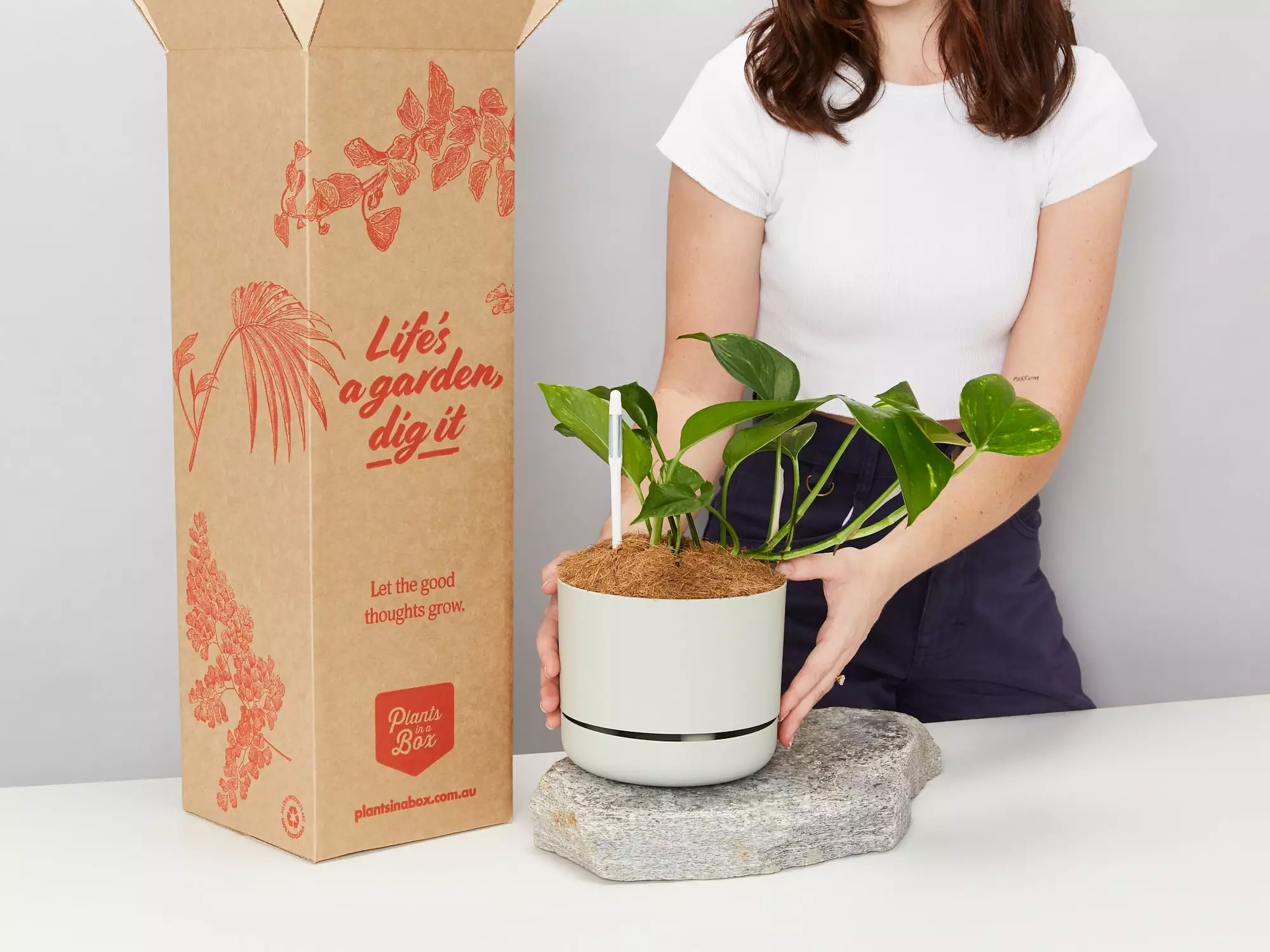 Houseplant Beginners Gift Box 🎠- Sustee Included 3 Houseplant Beginners Gift Box 🎠- Sustee Included