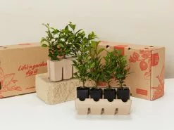 Syzygium Resilience Lilly Pilly Hedging Pack - Best Seller