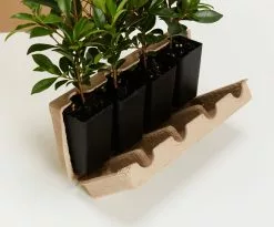 Syzygium Resilience Lilly Pilly Hedging Pack - Best Seller -Plants in a Box Sales Shop PLANTINABOXTEST25766