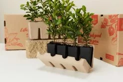 Syzygium Resilience Lilly Pilly Hedging Pack - Best Seller -Plants in a Box Sales Shop PLANTINABOXTEST25769 446c8d09 2811 4b09 ab06 acaef544cb0f