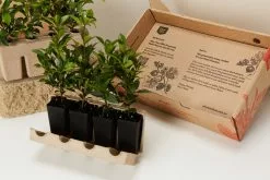 Syzygium Resilience Lilly Pilly Hedging Pack - Best Seller -Plants in a Box Sales Shop PLANTINABOXTEST25771 c7b2a686 9bcd 4bae 844e 746f7bd985e1