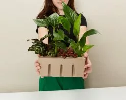 Plant-less Human Box - 8 Assorted Houseplants 20 Plant-less Human Box - 8 Assorted Houseplants -Plants in a Box Sales Shop PLANTINABOXTEST25813 190c8834 91e9 4680 871f 99fe4297a1f5